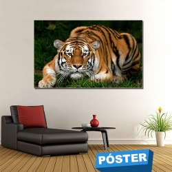 Poster Tigre con Protector en Brillo